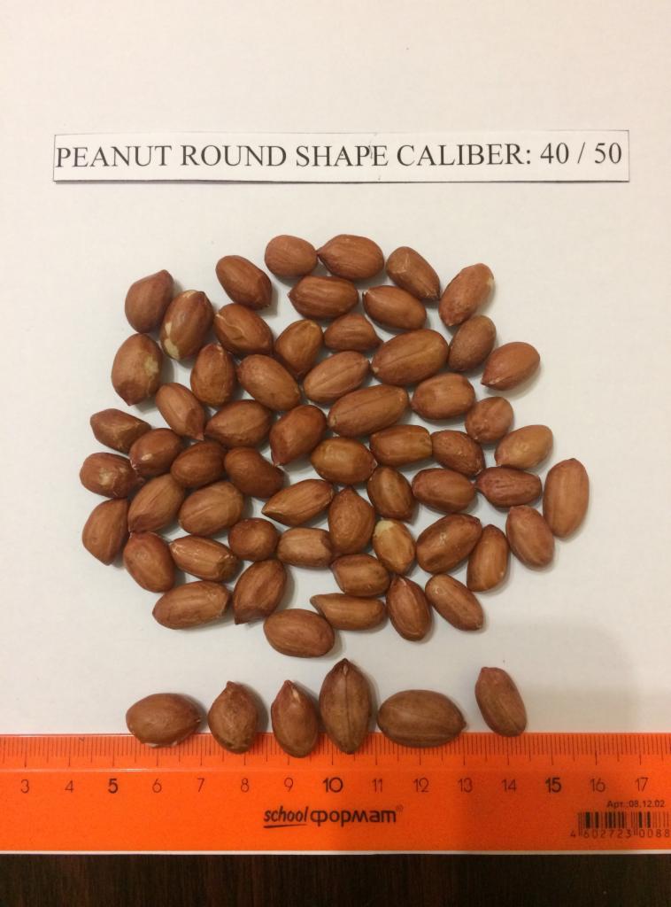 Orzechy ziemne łuskane, ułożone na białym tle obok pomarańczowej linijki z podziałką centymetrową, z widoczną kartką informującą o kalibrze 40/50.