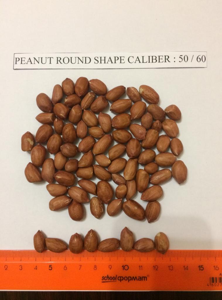 Orzechy ziemne o okrągłym kształcie i kalibrze 50/60, ułożone na białym tle obok pomarańczowej linijki z podziałką.