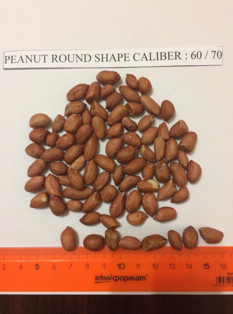 Garść łuskanych orzechów ziemnych o okrągłym kształcie, kaliber 60/70, leżących na białym tle obok pomarańczowej linijki