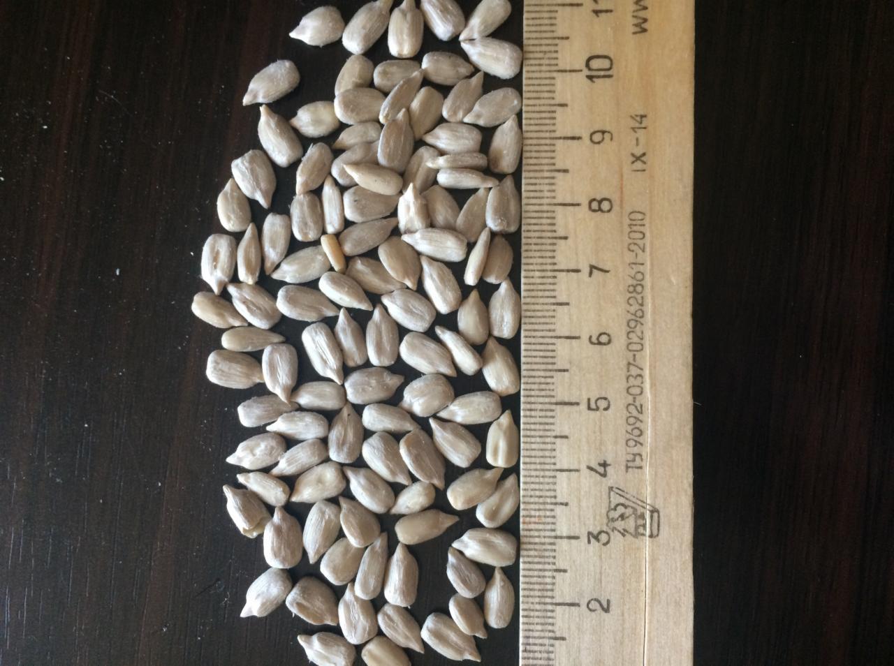 Łuskane nasiona słonecznika ułożone obok drewnianej linijki z podziałką centymetrową na ciemnym drewnianym tle.