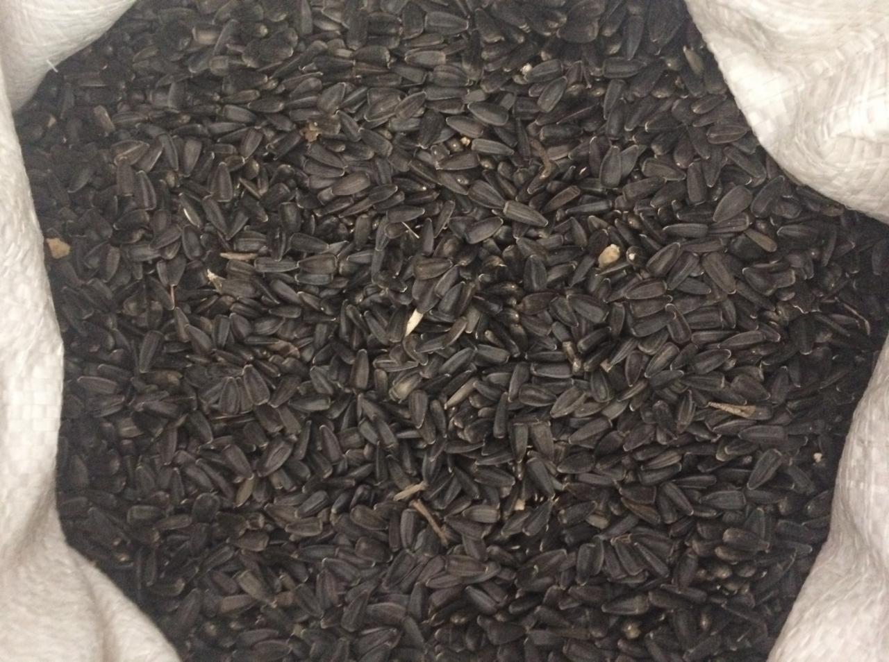 Worek jutowy wypełniony po brzegi czarnymi nasionami słonecznika, widoczne pojedyncze łupiny i drobne zanieczyszczenia.