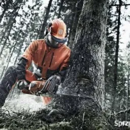 Wycinka drzew i krzewow .