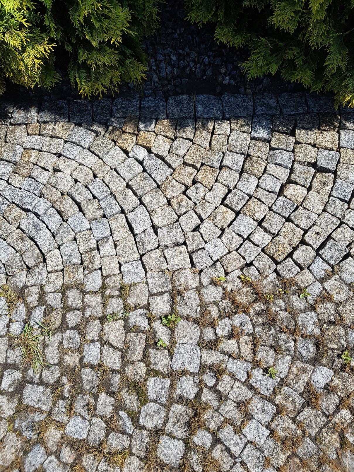 Granitowa kostka brukowa ułożona w łuki, z widocznymi drobnymi chwastami i fragmentem krzewu w tle.