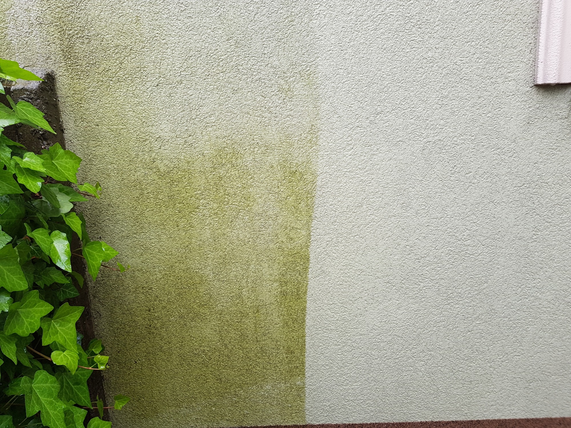 Fragment elewacji budynku z widocznym efektem czyszczenia: lewa strona pokryta zielonym nalotem, prawa strona czysta, obok ściany roślina pnąca.