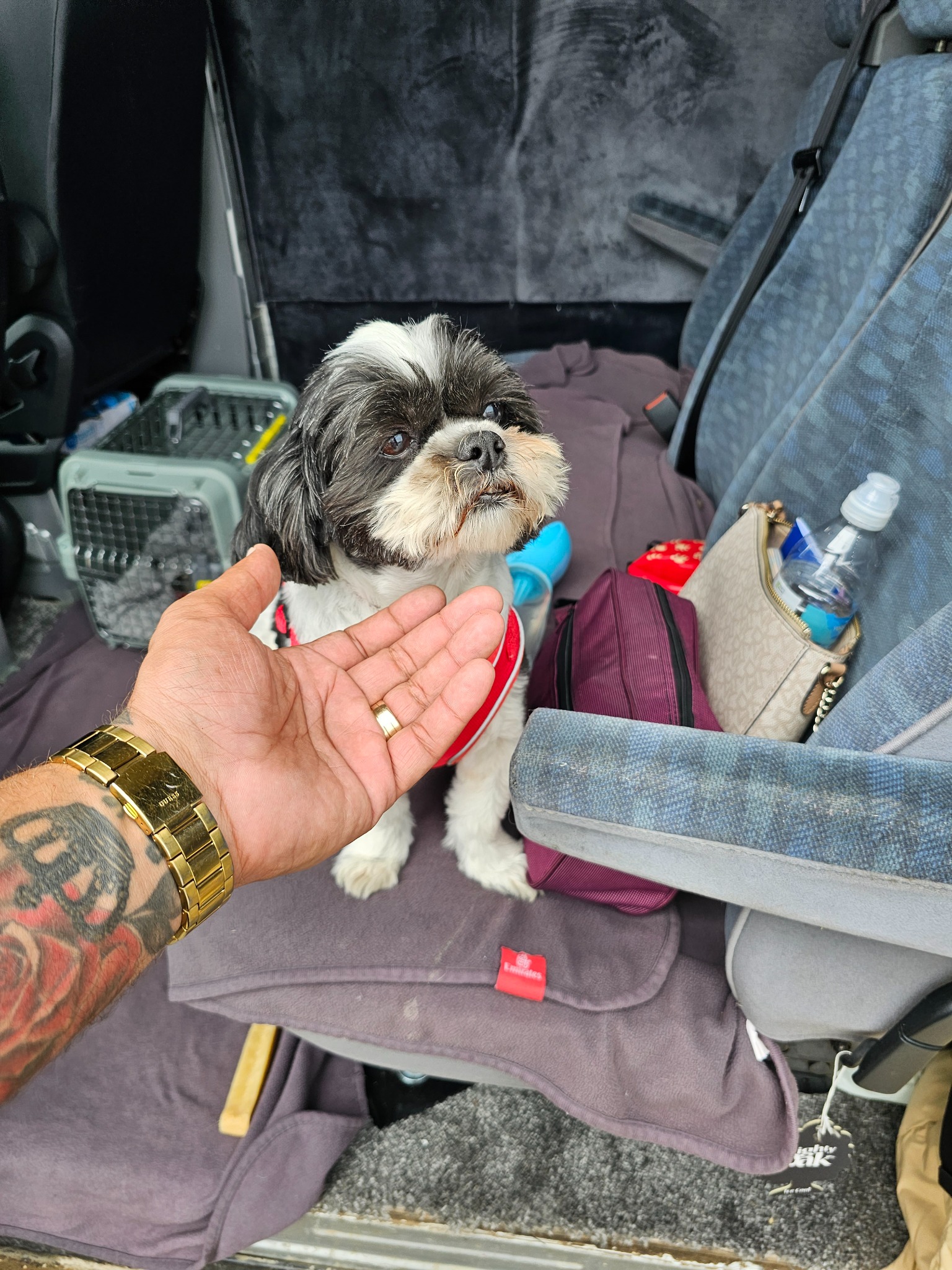 Shih Tzu siedzący w bagażniku samochodu na fioletowym kocu Emirates, obok torby transportowej dla zwierząt, z ręką w złotym zegarku wyciągniętą w jego stronę.
