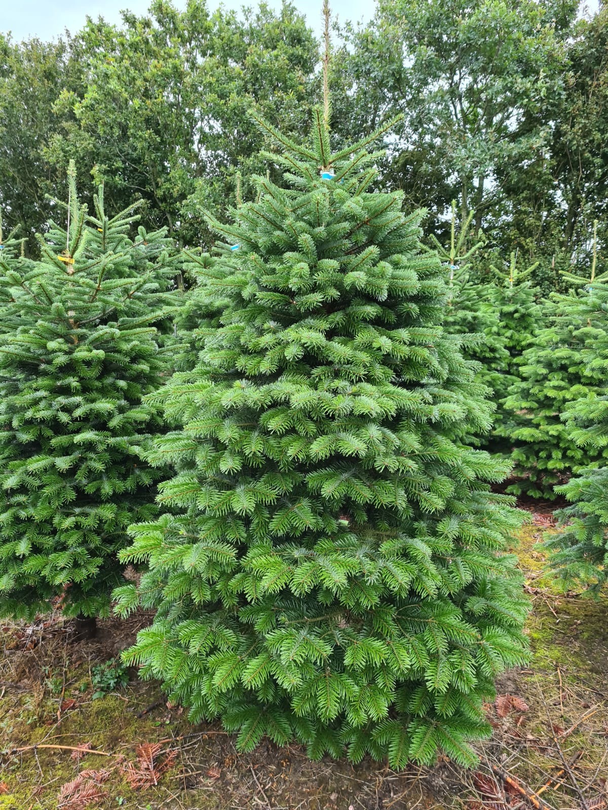 Plantacja choinek: Świeże, gęste drzewka iglaste z niebieskimi etykietami, gotowe do transportu.
