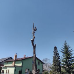 Tomasz Wielek - Ścinanie Drzew Tychy