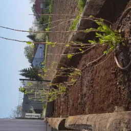 Młode krzewy z pierwszymi listkami posadzone w rzędzie, z widocznym systemem nawadniania, w tle domy i błękitne niebo.