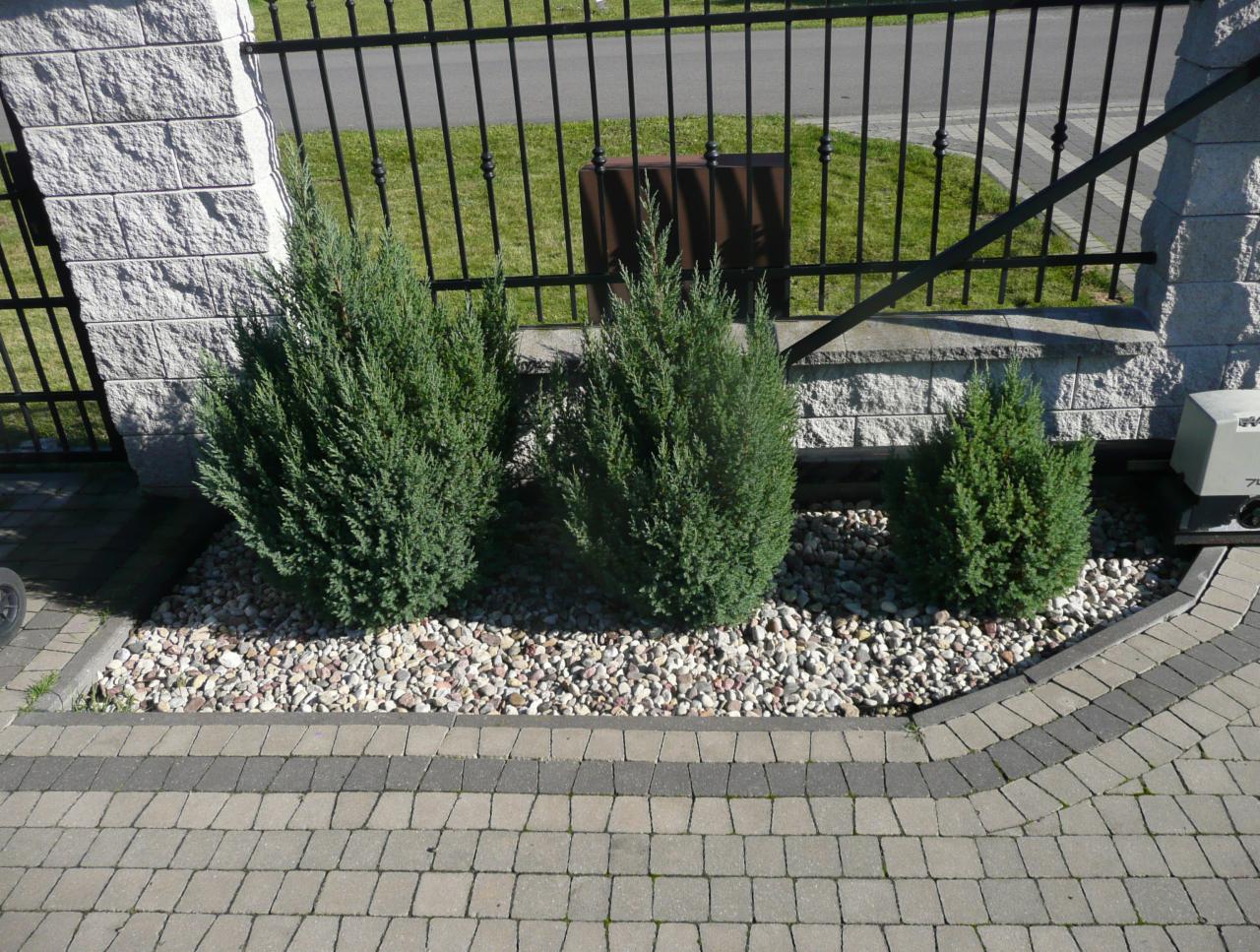 Kompaktowe krzewy iglaste obsypane białymi kamykami, posadzone wzdłuż ogrodzenia z kutego żelaza i kamiennego murku, widok z poziomu chodnika z kostki brukowej.