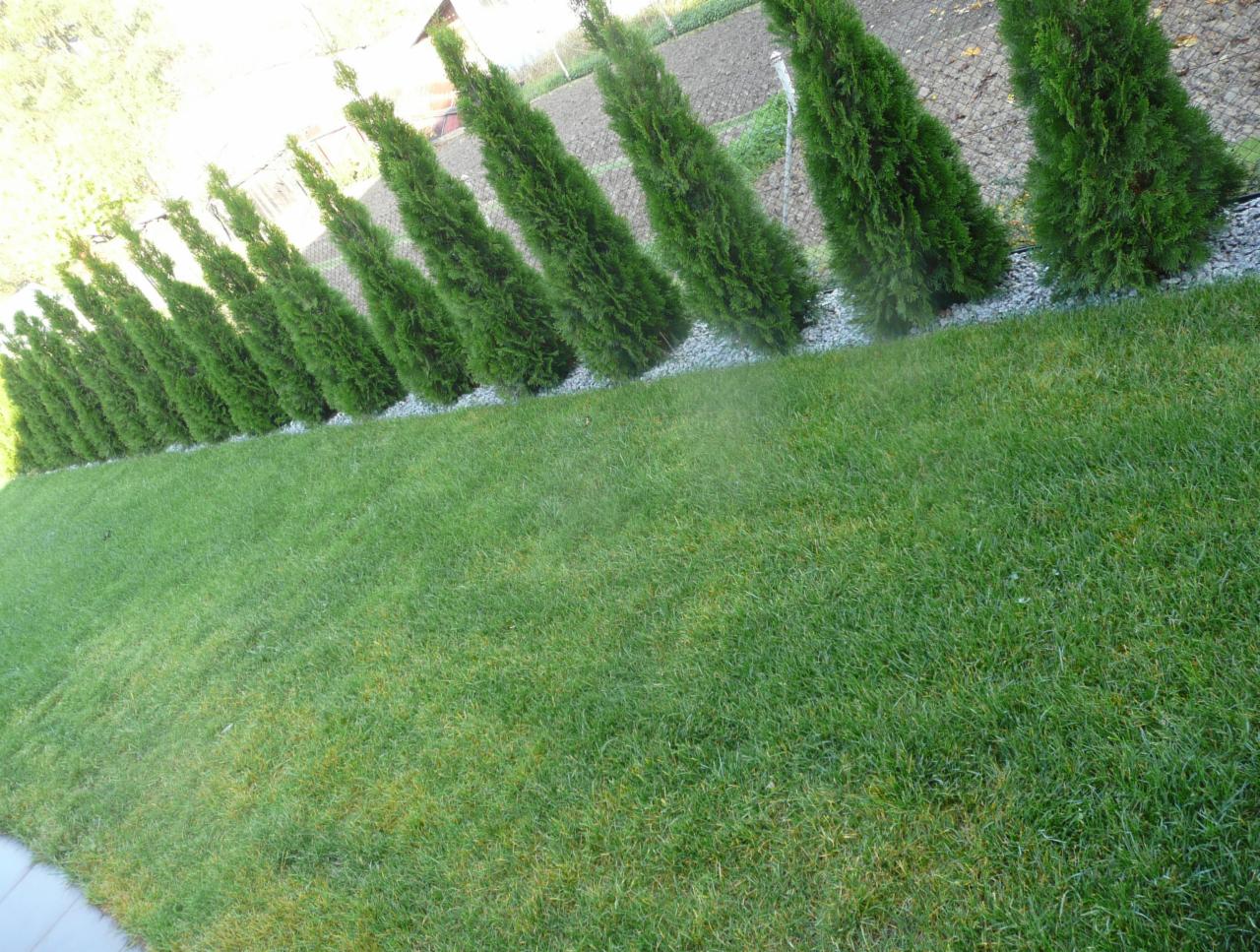 Równy rząd stożkowych iglaków, oddzielony od trawnika pasem białego grysu, tworzy zieloną barierę w ogrodzie.