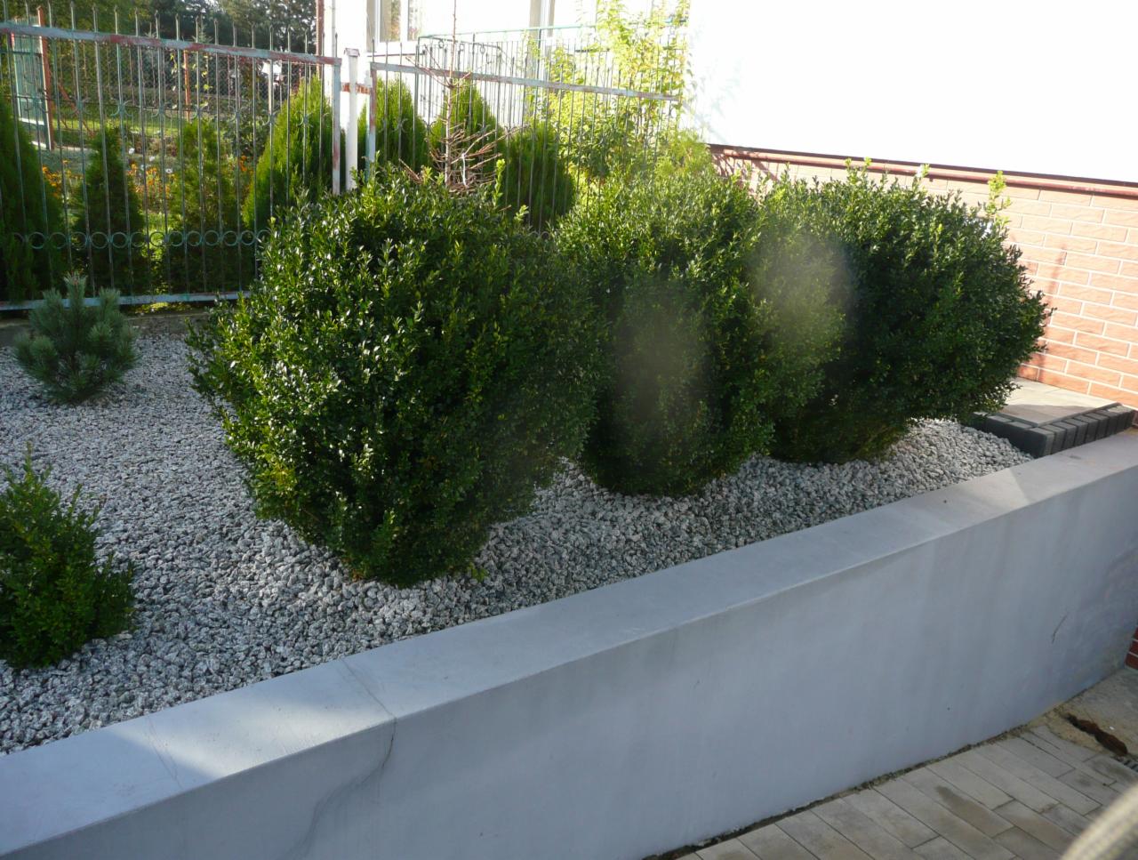 Kształtowane krzewy bukszpanu w minimalistycznym klombie z białym żwirem, oddzielonym od chodnika betonową ścianką, w tle widoczne tuje i metalowe ogrodzenie.