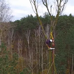 Arborysta w kasku i uprzęży, zabezpieczony linami, tnie gałęzie wysokiego, ogołoconego z liści drzewa za pomocą piły łańcuchowej; w tle las mieszany.