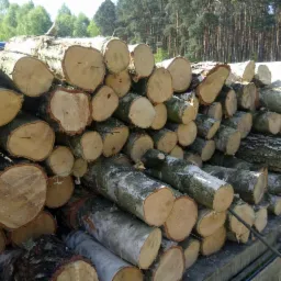 Stos pociętego drewna brzozowego na przyczepie, widoczne słoje i kora, w tle las iglasty.