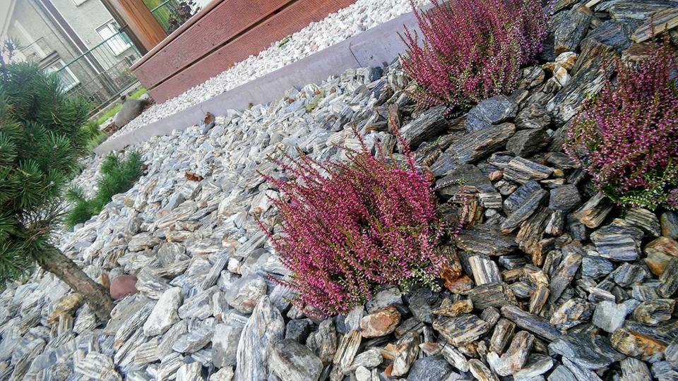 Skarpa w ogrodzie wysypana białym i grafitowym kamieniem łupkowym, z nasadzeniami wrzosów i iglaków, widok z bliska.