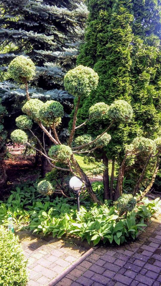 Fantazyjnie przycięty krzew w formie kul na gałęziach, oświetlony niską lampą ogrodową, w tle iglaki i ścieżka z kostki.