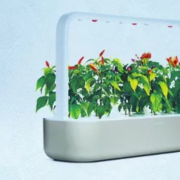 Inteligentna doniczka z systemem nawadniania i oświetleniem LED, w której rosną papryczki chili.