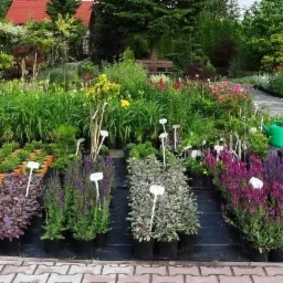 Szeroki kadr na szkółkę roślin z różnorodnymi gatunkami w czarnych doniczkach, z białymi etykietami, ułożonymi rzędami na czarnej macie, ścieżka wyłożona kostką brukową, w tle drzewa i krzewy, a...