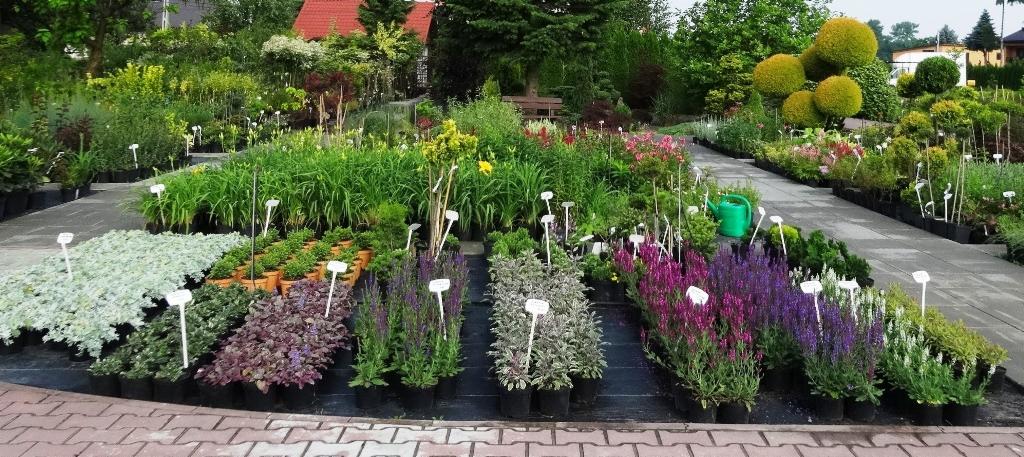 Szeroki kadr na szkółkę roślin z różnorodnymi gatunkami w czarnych doniczkach, z białymi etykietami, ułożonymi rzędami na czarnej macie, ścieżka wyłożona kostką brukową, w tle drzewa i krzewy, a...