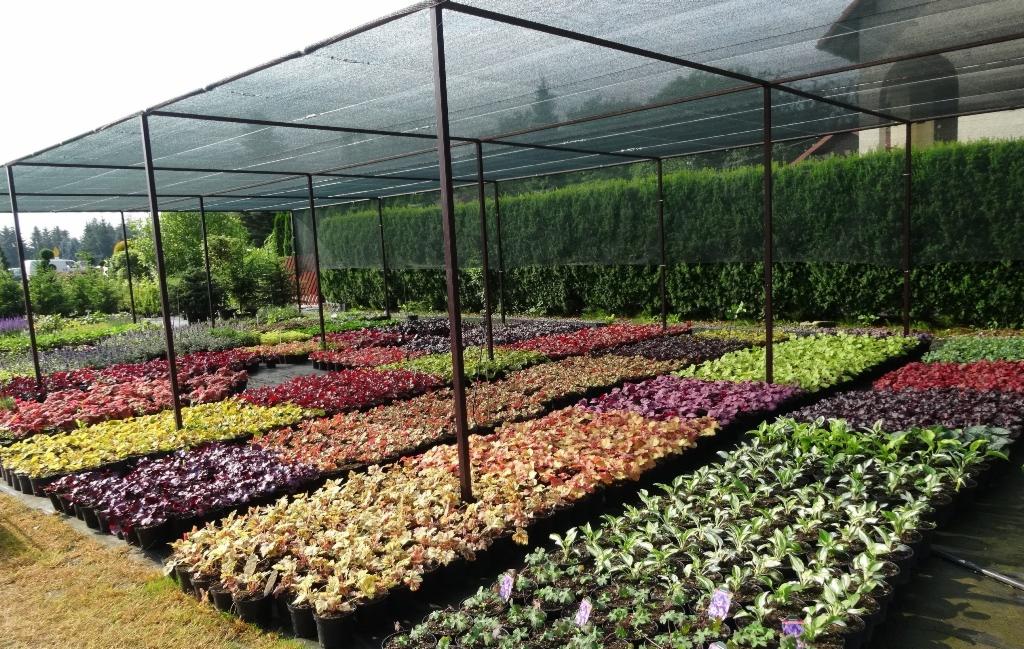 Szeroki kadr szkółki roślin z różnokolorowymi sadzonkami w czarnych doniczkach, ustawionymi w rzędach pod zadaszeniem z siatki cieniującej, z żywopłotem w tle.