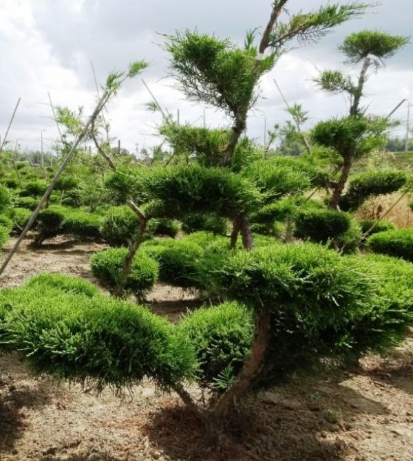 Formowane, niskie krzewy iglaste w szkółce, prowadzone z młodymi pędami podwiązanymi do bambusowych tyczek.
