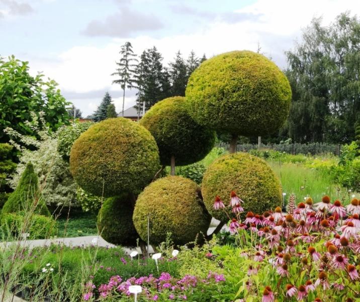 Ozdobne drzewka kuliste w ogrodzie z kwitnącymi jeżówkami, etykiety informacyjne na trawniku.