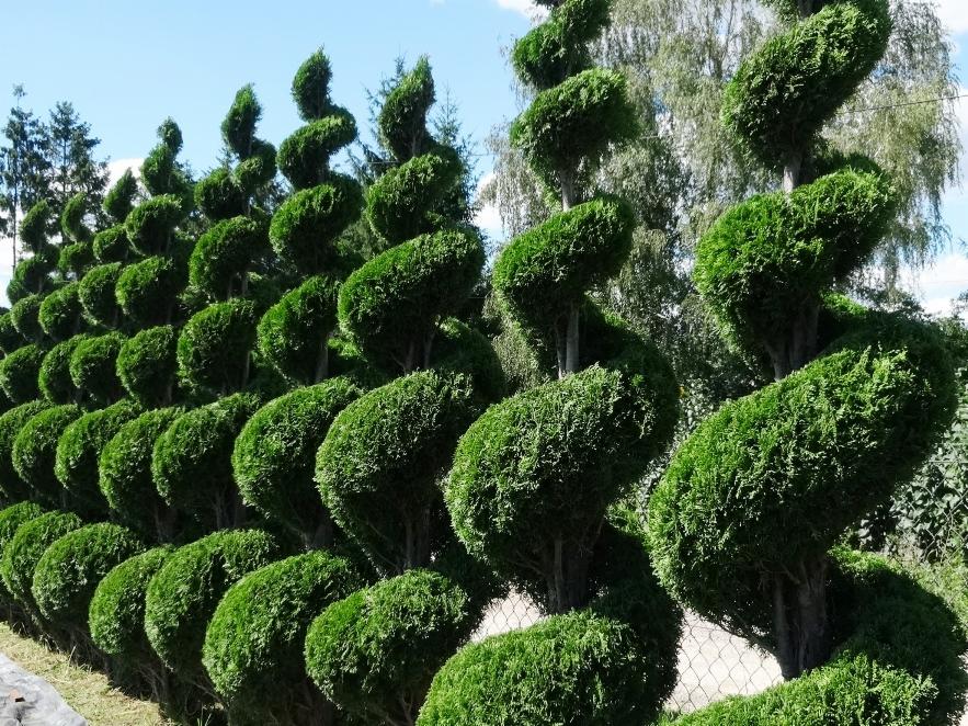 Rząd gęsto posadzonych, spiralnie przyciętych żywotników zachodnich 'Smaragd', tworzących zielony żywopłot na tle drzew.