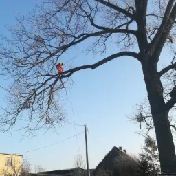 Arborysta w pomarańczowym kombinezonie, zabezpieczony linami, przycina gałęzie wysokiego, bezlistnego drzewa w pobliżu zabudowań gospodarczych.