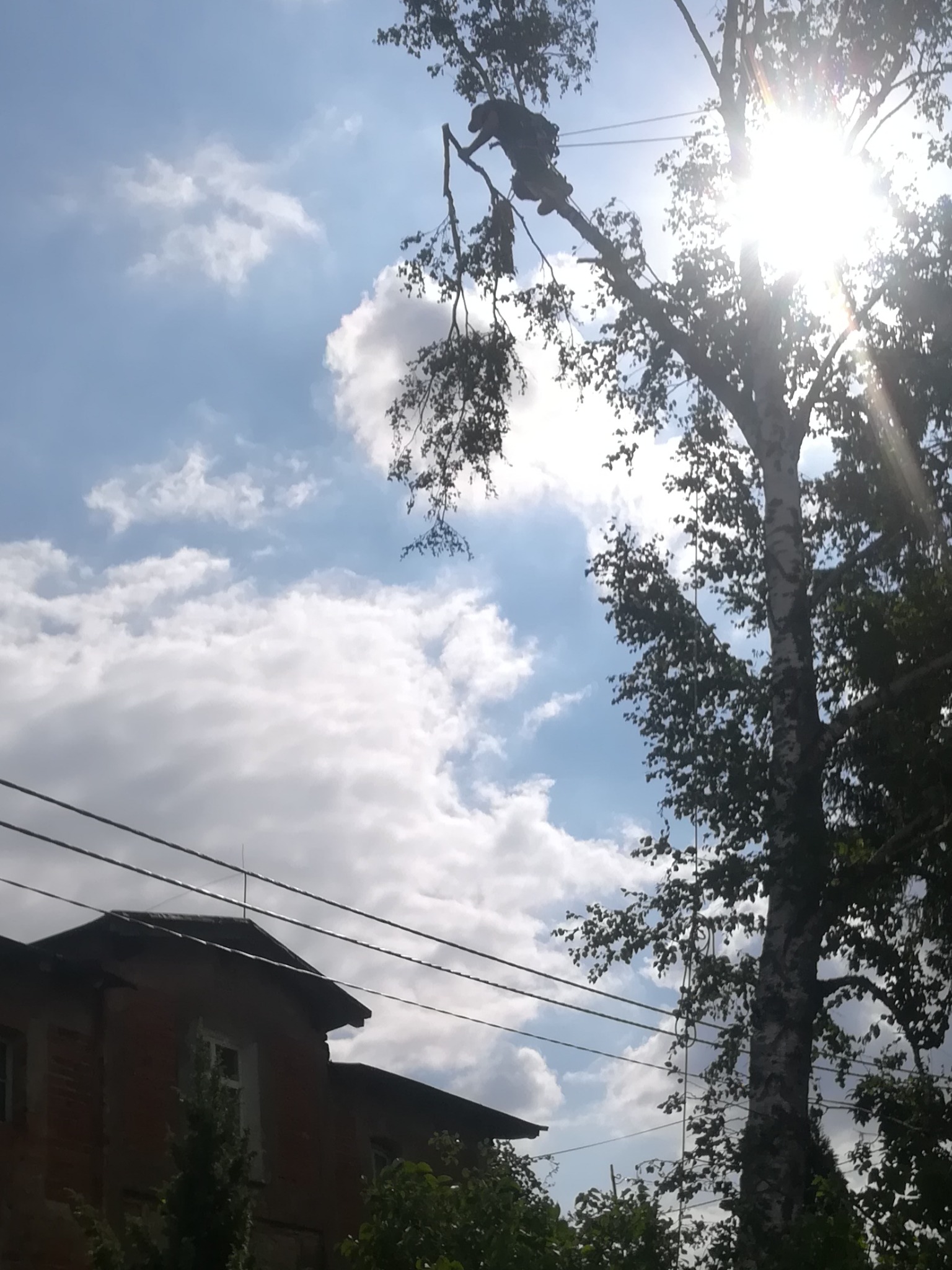 Arborysta na linie tnie gałęzie wysokiej brzozy, w tle błękitne niebo z obłokami i ceglany budynek.
