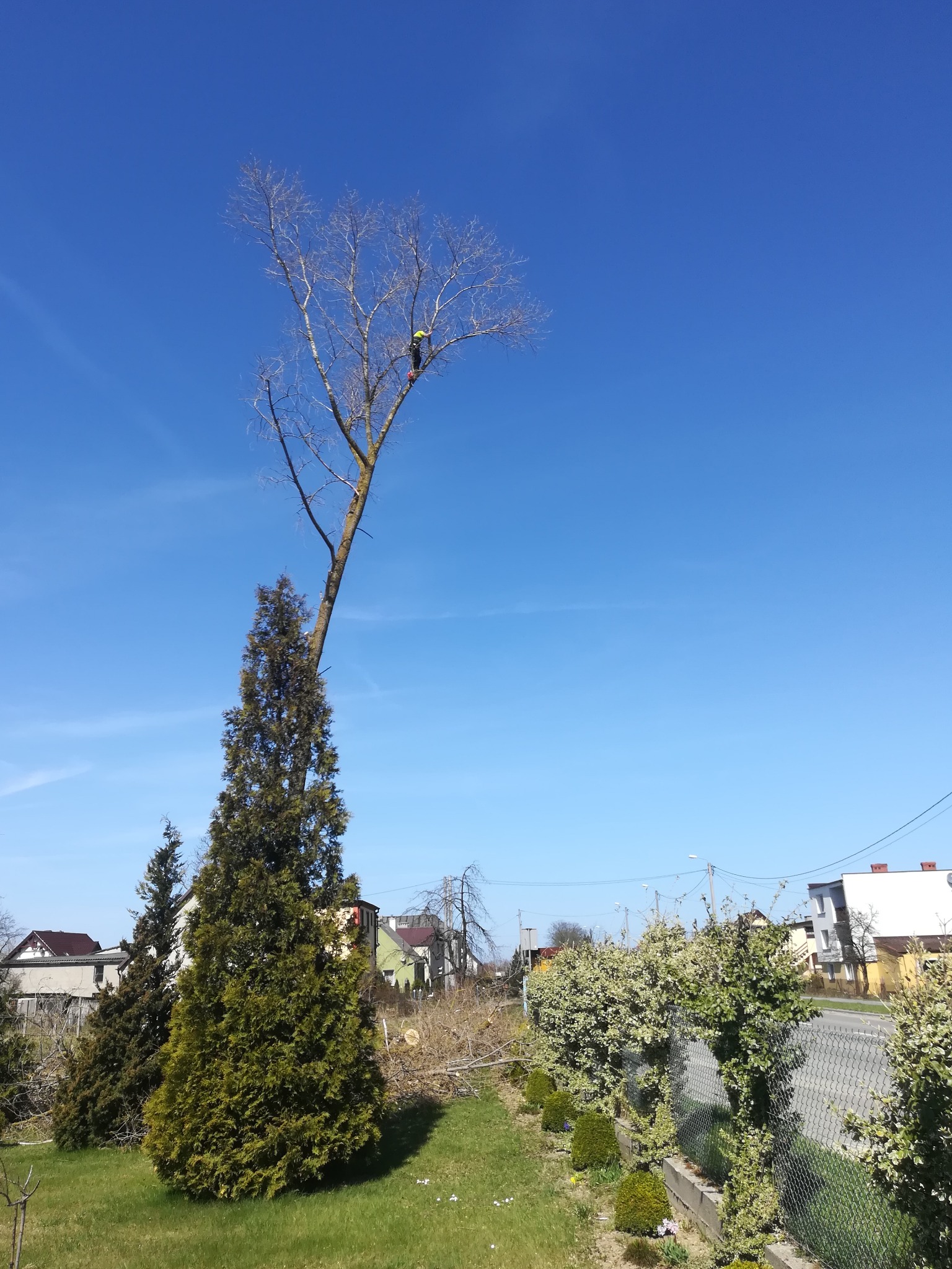 Arborysta przycina gałęzie wysokiego drzewa na tle błękitnego nieba. Ścięte gałęzie leżą na trawie. W tle widoczne budynki mieszkalne i ulica.
