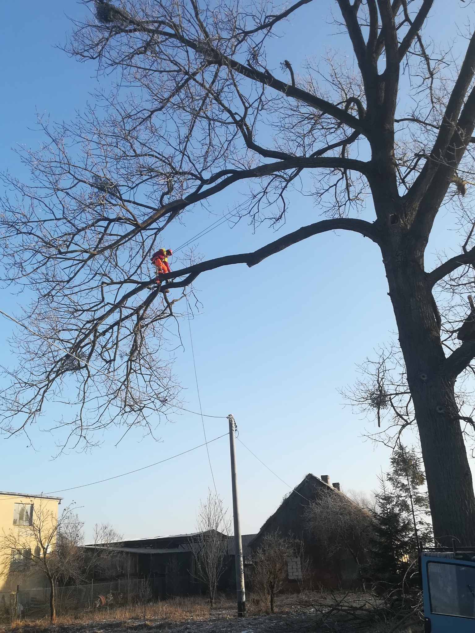 Arborysta w pomarańczowym kombinezonie, zabezpieczony linami, przycina gałęzie wysokiego, bezlistnego drzewa w pobliżu zabudowań gospodarczych.
