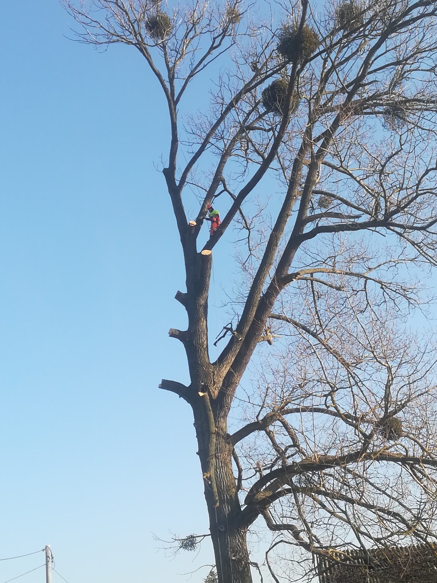 Arborysta w kasku i odzieży ochronnej, na linie, przycina gałęzie wysokiego drzewa z widocznymi gniazdami jemioły, na tle błękitnego nieba.