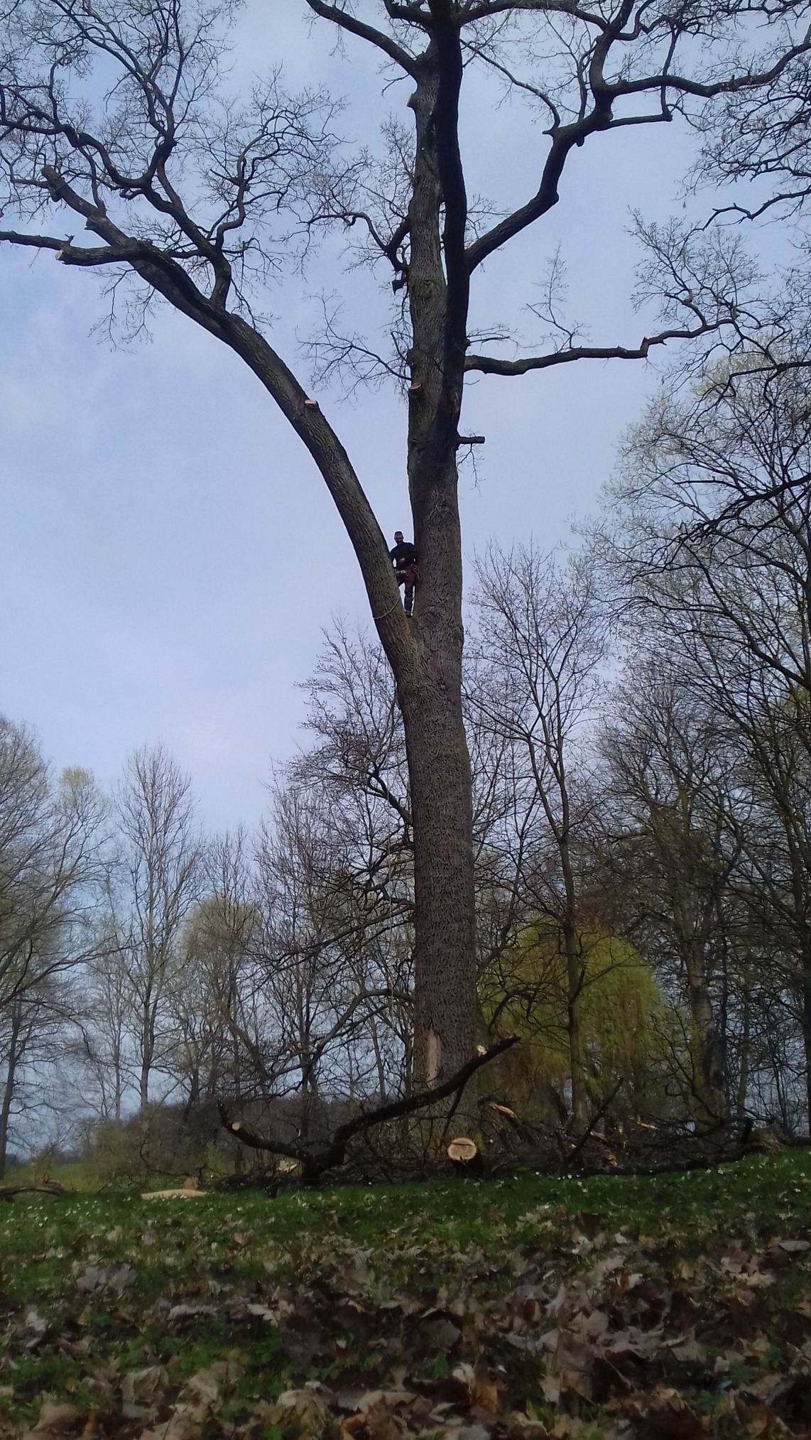 Arborysta na dużej wysokości, zabezpieczony linami, przycina gałęzie wysokiego drzewa liściastego. Na trawie leżą odcięte konary z widocznymi śladami cięcia.