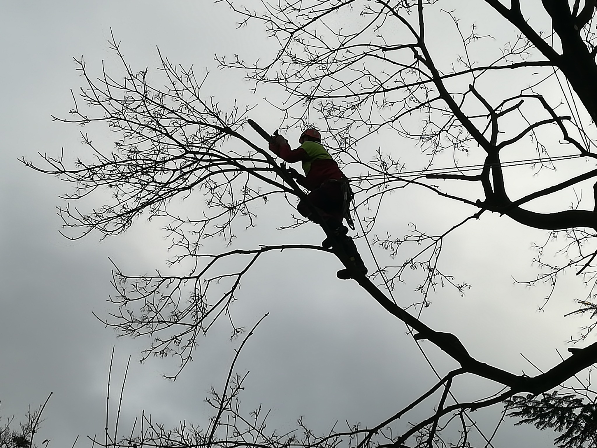 Arborysta w kasku i uprzęży, przycina gałęzie drzewa piłą łańcuchową na tle pochmurnego nieba.