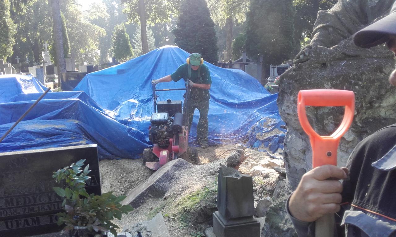 Frezowanie pni, ścinka drzew i krzewów, prace przy drzewostanie