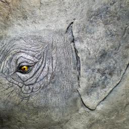 Płaskorzeźba Słonia - techniki umożliwiające wtapianie płaskorzeźb w tło naścienne - wrocławskie ZOO 