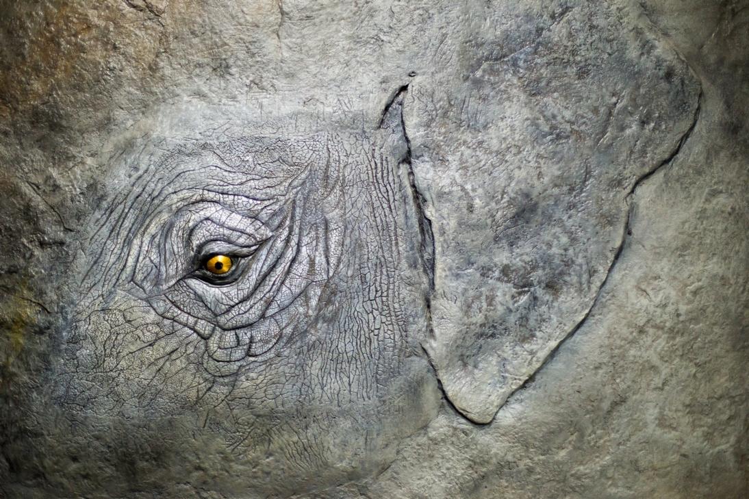 Płaskorzeźba Słonia - techniki umożliwiające wtapianie płaskorzeźb w tło naścienne - wrocławskie ZOO