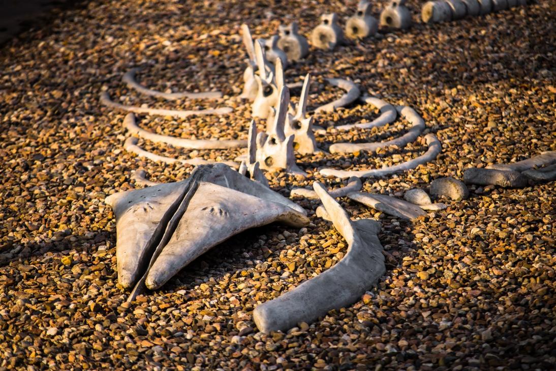 Imitacja Szkieletu Płetwala Błękitnego - Wrocławskie ZOO