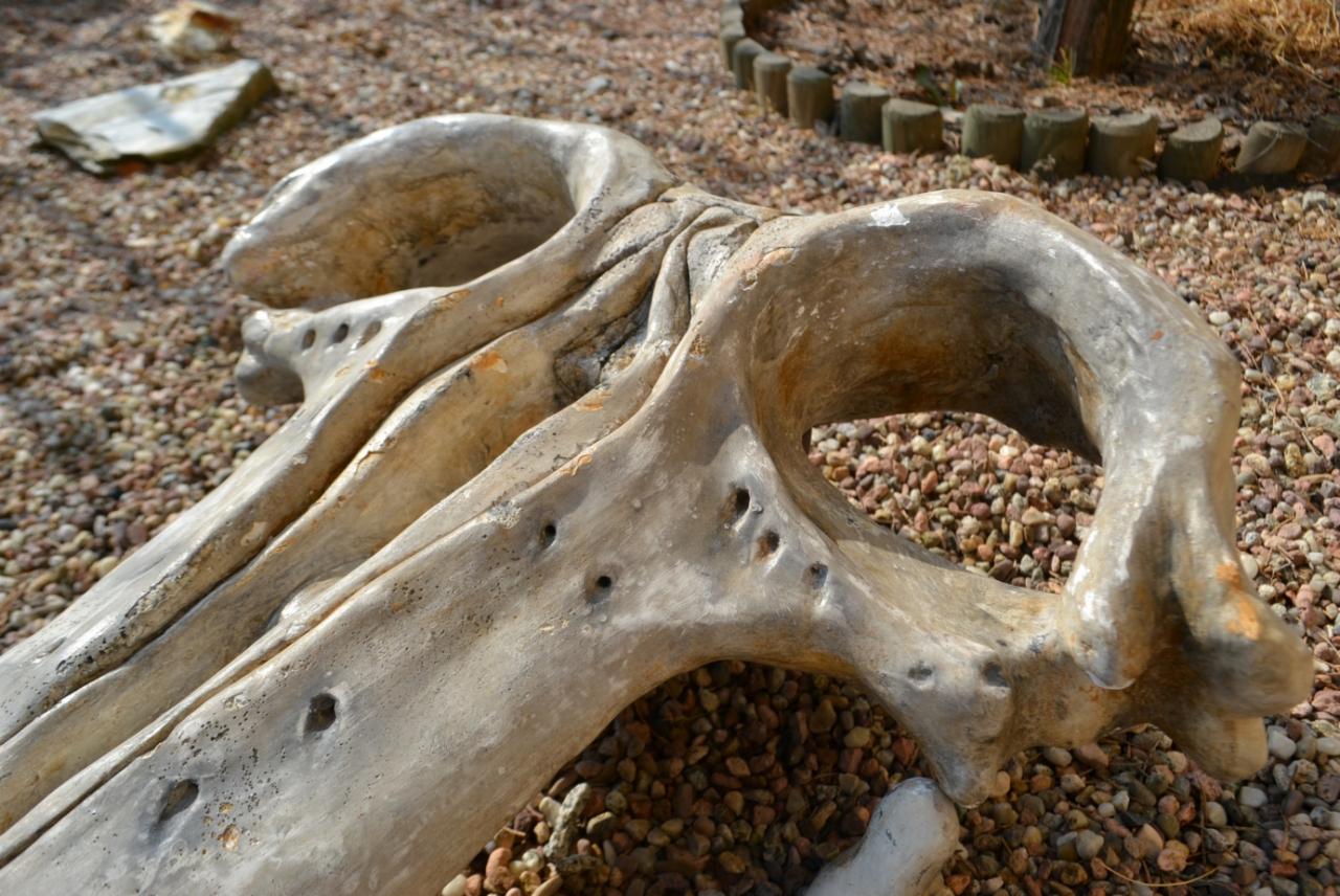 Miniataura Imitacji Czaszki Wieloryba