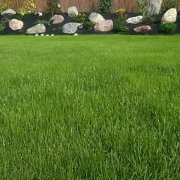 Soczysta, zielona trawa na tle rabaty z kamieniami i roślinami ozdobnymi, widok z poziomu gruntu.