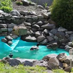 Oczko wodne wyłożone turkusową folią, otoczone kamieniami różnej wielkości, z kaczkami pływającymi w wodzie i roślinnością w tle.