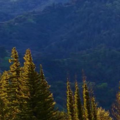 Krajobraz górski z widokiem na zalesione wzgórza i wysokie, zielone drzewa iglaste na pierwszym planie, oświetlone popołudniowym słońcem.