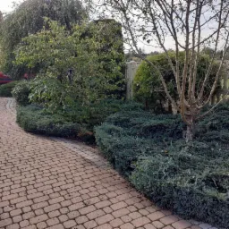 Uformowane nasadzenia z niskich krzewów iglastych i drzew liściastych w ogrodzie przydomowym, widok z boku na ścieżkę z kostki brukowej.