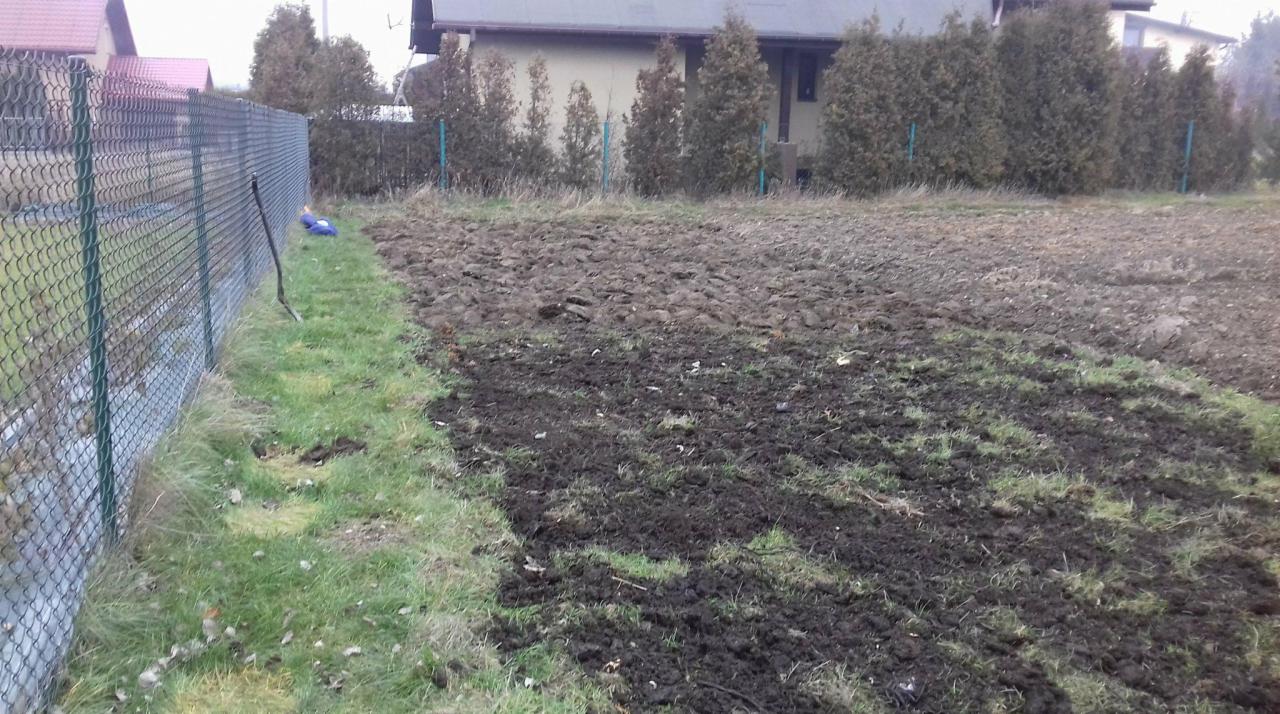 Przygotowany teren pod trawnik z rolki: świeżo przekopana ziemia z resztkami trawy, widoczny fragment siatki ogrodzeniowej, w tle rząd tuj i budynek.