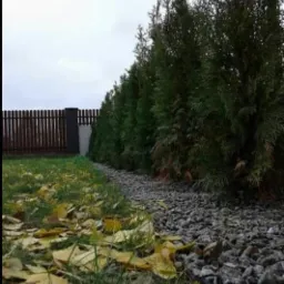 Równy szpaler wysokich, gęstych tuj oddziela trawnik z opadłymi liśćmi od wysypanej szarej strefy z drobnych kamieni. W tle widoczne drewniane ogrodzenie.