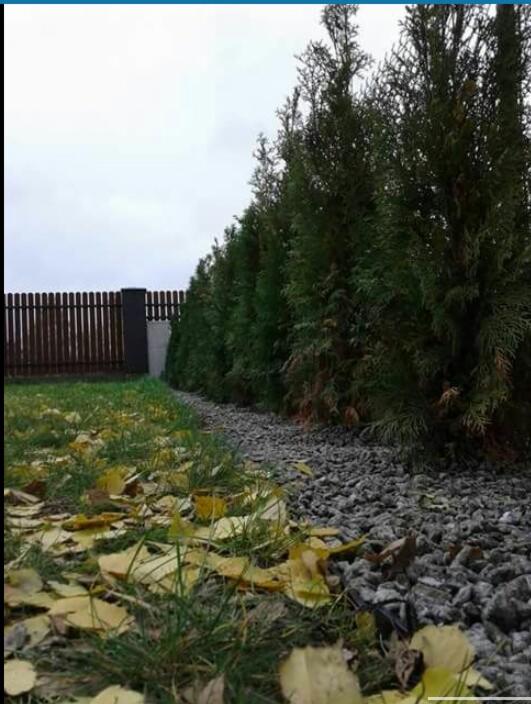 Równy szpaler wysokich, gęstych tuj oddziela trawnik z opadłymi liśćmi od wysypanej szarej strefy z drobnych kamieni. W tle widoczne drewniane ogrodzenie.