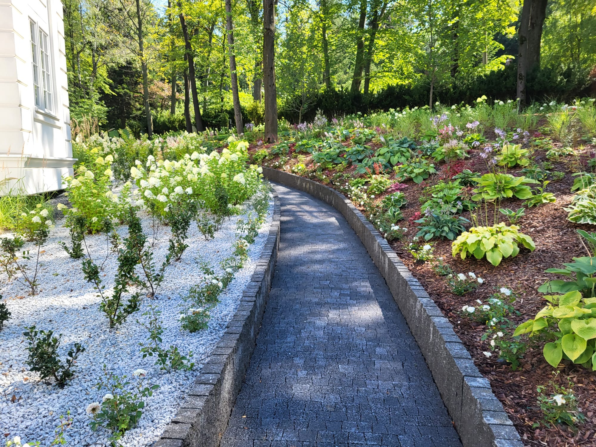 Kaskadowy ogród z ścieżką z kostki brukowej, rabaty z hortensjami 'Anabelle' i różnorodnymi bylinami, kora i biały żwir.