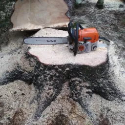 Wycinka drzew małych i tych dużych