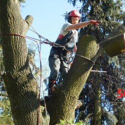 F.H.U.Iveco.wpr -Wycinka i pielęgnacja drzew - Aranżacje Ogrodów Pruszków