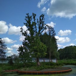 Wycinka drzew Pruszków 1