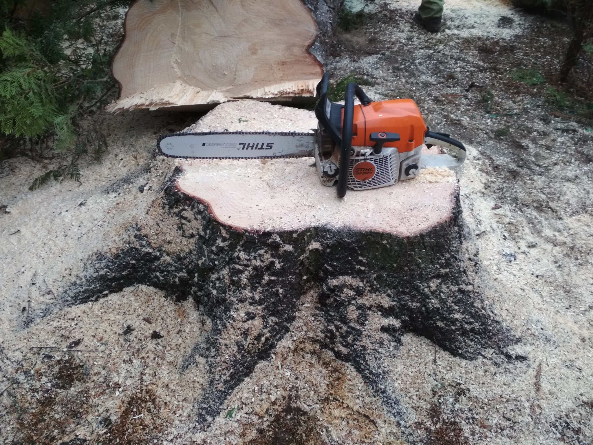 Wycinka drzew małych i tych dużych